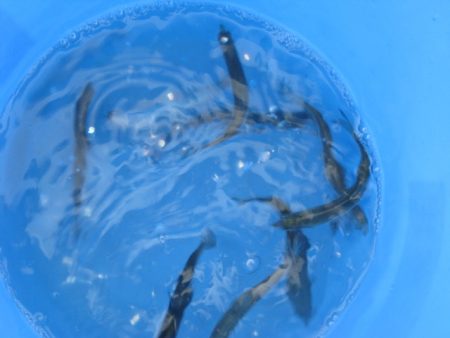 オリジナルメーカー海づり公園(市原市海づり施設) 釣果