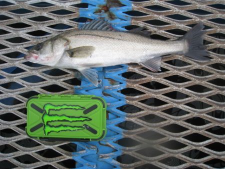 オリジナルメーカー海づり公園(市原市海づり施設) 釣果