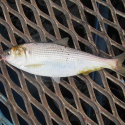 オリジナルメーカー海づり公園(市原市海づり施設) 釣果