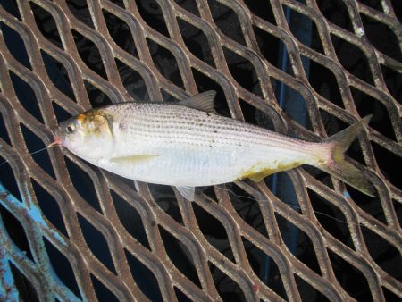 オリジナルメーカー海づり公園(市原市海づり施設) 釣果