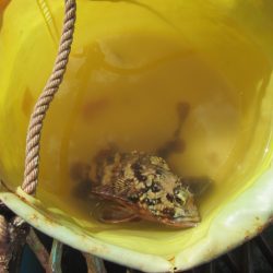 オリジナルメーカー海づり公園(市原市海づり施設) 釣果