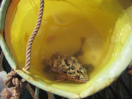 オリジナルメーカー海づり公園(市原市海づり施設) 釣果