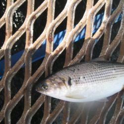 オリジナルメーカー海づり公園(市原市海づり施設) 釣果