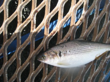 オリジナルメーカー海づり公園(市原市海づり施設) 釣果