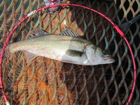 オリジナルメーカー海づり公園(市原市海づり施設) 釣果