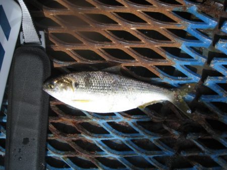 オリジナルメーカー海づり公園(市原市海づり施設) 釣果