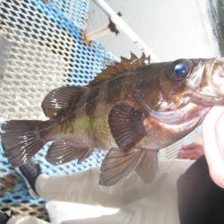 オリジナルメーカー海づり公園(市原市海づり施設) 釣果
