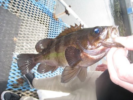 オリジナルメーカー海づり公園(市原市海づり施設) 釣果