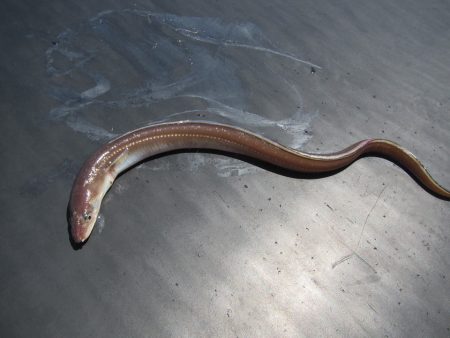 オリジナルメーカー海づり公園(市原市海づり施設) 釣果