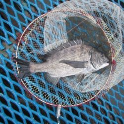 オリジナルメーカー海づり公園(市原市海づり施設) 釣果