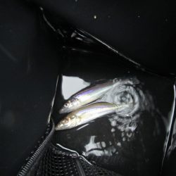 オリジナルメーカー海づり公園(市原市海づり施設) 釣果