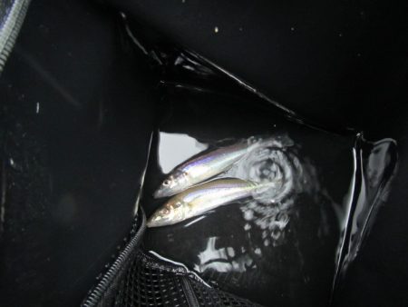 オリジナルメーカー海づり公園(市原市海づり施設) 釣果