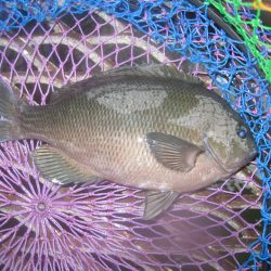 オリジナルメーカー海づり公園(市原市海づり施設) 釣果