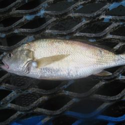 オリジナルメーカー海づり公園(市原市海づり施設) 釣果