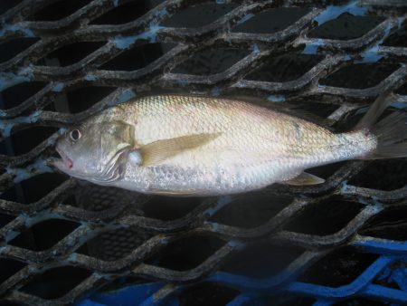 オリジナルメーカー海づり公園(市原市海づり施設) 釣果