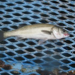オリジナルメーカー海づり公園(市原市海づり施設) 釣果