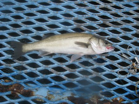 オリジナルメーカー海づり公園(市原市海づり施設) 釣果