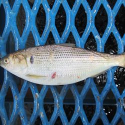 オリジナルメーカー海づり公園(市原市海づり施設) 釣果