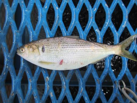 オリジナルメーカー海づり公園(市原市海づり施設) 釣果