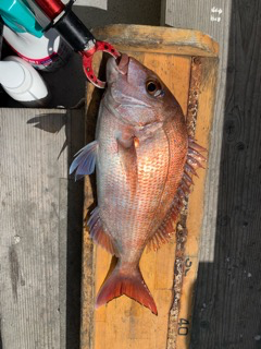 幸吉丸 釣果