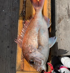 幸吉丸 釣果