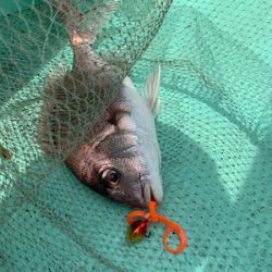 さんさん丸 釣果