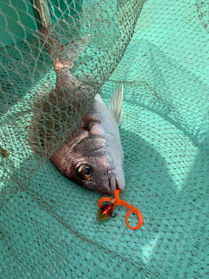 さんさん丸 釣果