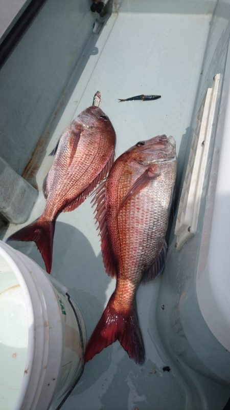 遊漁船ブルーウッズ 釣果