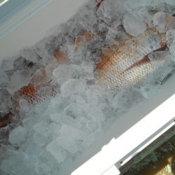 こうゆう丸 釣果