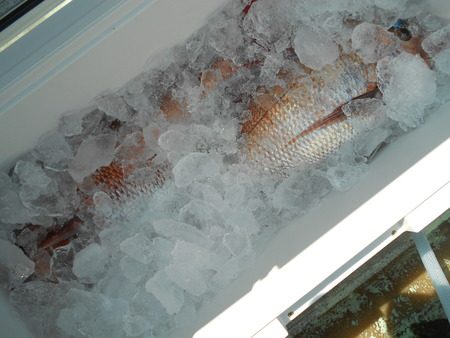 こうゆう丸 釣果