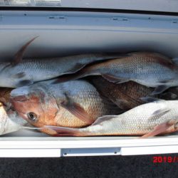 大進丸(新潟) 釣果