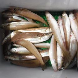 遊漁船 幸友丸 釣果