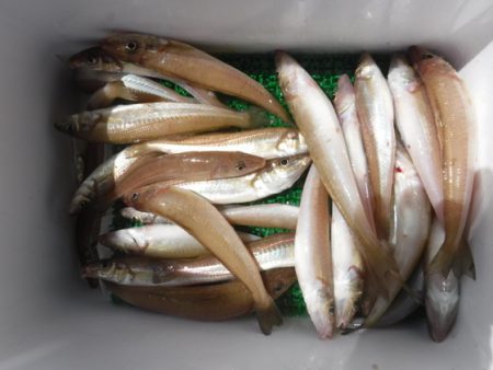 遊漁船 幸友丸 釣果