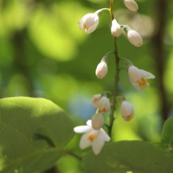 小菅トラウトガーデン 釣果