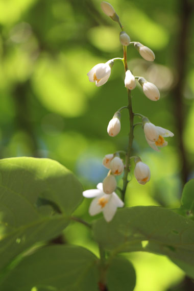 小菅トラウトガーデン 釣果