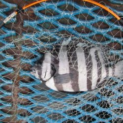 オリジナルメーカー海づり公園(市原市海づり施設) 釣果