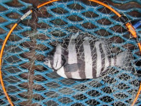 オリジナルメーカー海づり公園(市原市海づり施設) 釣果