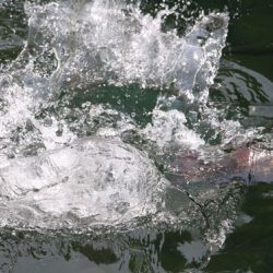 小菅トラウトガーデン 釣果