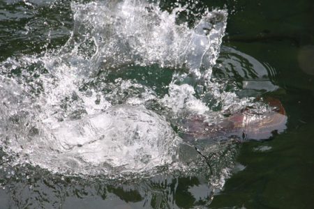 小菅トラウトガーデン 釣果