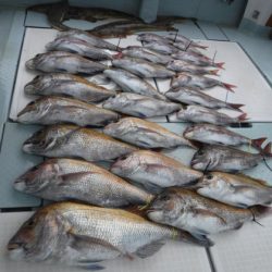 遊漁船 幸友丸 釣果