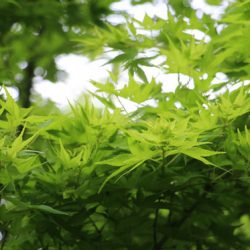 小菅トラウトガーデン 釣果