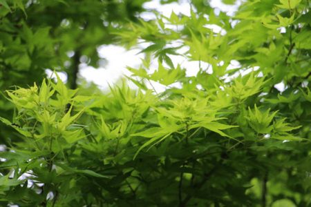 小菅トラウトガーデン 釣果