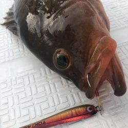 Magic(マジック) 釣果