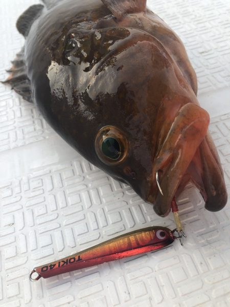 Magic(マジック) 釣果