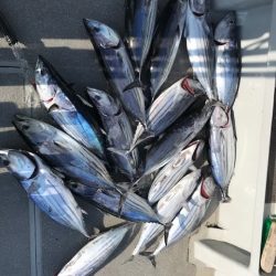 へいみつ丸 釣果