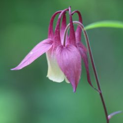 小菅トラウトガーデン 釣果