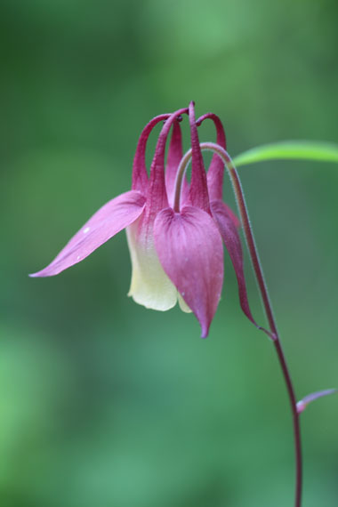 小菅トラウトガーデン 釣果