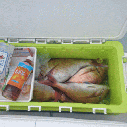 遊漁船ブルーウッズ 釣果