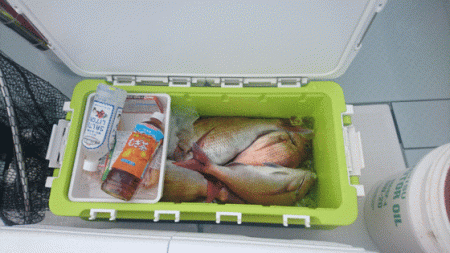 遊漁船ブルーウッズ 釣果