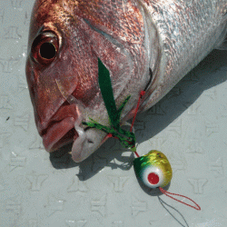 遊漁船ブルーウッズ 釣果